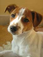Photo de la jack russell Tina en gros plan utilise pour dessiner son portrait.